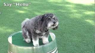 Dog Trick Resume  Havanese Dog Tricks by Jasmine [upl. by Rossy]