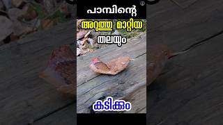 തലയറുത്തു മാറ്റിയാലും പാമ്പിനു കടിക്കാൻ കഴിയും decapitated snake bite malayalam [upl. by Smail727]