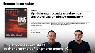 Neuroscience Review quotTheMindquot Spatial transcriptomics reveal neuron–astrocyte synergy in longterm [upl. by Netsyrk]