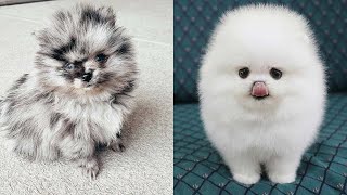 Cutest Teacup Pomeranian Puppies Compilation 4 [upl. by Knorring]