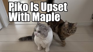 Piko is upset with Maple [upl. by Neukam]