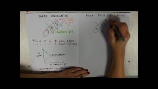 Counter Current Flow in Fish [upl. by Lawton]