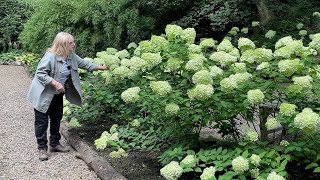 Hydrangea Garden Update planting Hakonechloa amp Ferns in a Shade Border [upl. by Baron]