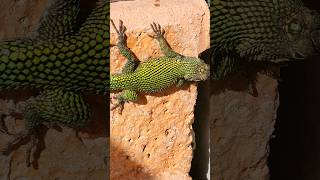 Green spiny lizard 🇨🇷 Costa Rica [upl. by Noimad]