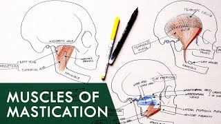 Muscles of Mastication  Anatomy Tutorial [upl. by Ttenaej]