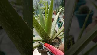 Boost Aloe Vera Growth with This Cutting Method 🌿shorts aloevera care [upl. by Luis]