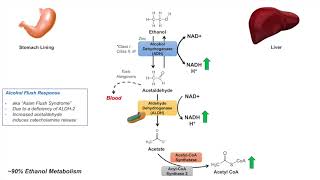 Ethanol Absorption and Metabolism  Alcohol Metabolism Pathway [upl. by Gurias]