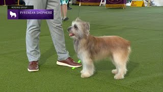 Pyrenean Shepherds  Breed Judging 2023 [upl. by Ecnarf]