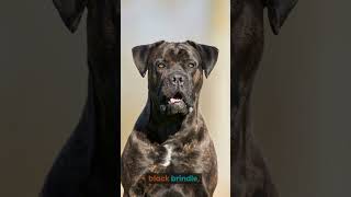 How many colors do the Cane Corso have [upl. by Orapma41]