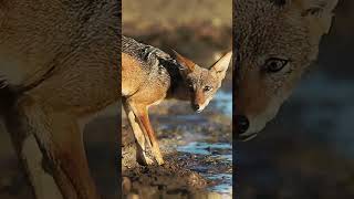 The Disturbing Facts About Jackals You Need To Know shorts [upl. by Ahsinned155]