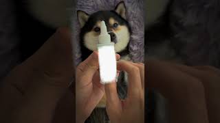 Dog ASMR dog asmr asmrsounds [upl. by Ylicec]