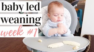 STARTING BABY LED WEANING ESSENTIALS  WEEK 1 RECAP  KAYLA BUELL [upl. by Ng]