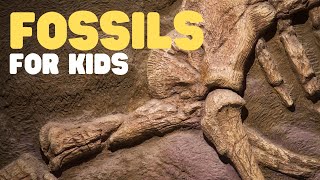 Fossils for Kids  Learn all about how fossils are formed the types of fossils and more [upl. by Erina353]