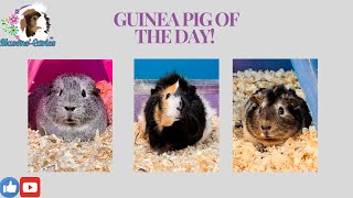 Guinea pig of the day [upl. by Nnylanna]