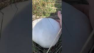 The largest mushroom in the world mushrooms [upl. by Gundry]