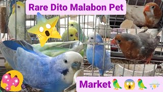 Vlog422 Parakeets Rare Mutation Here In Malabon Pet Market 😱😊🦜😊🦜⛈️⛈️⛈️⛈️⛈️⛈️ [upl. by Enoval]