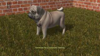 Ivermectan Pet care and protection in the right dosage English Subtitled [upl. by Canica]