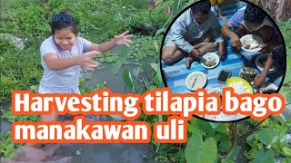 Harvest na namn tayo tilapia bago manakawan uli [upl. by Anha]