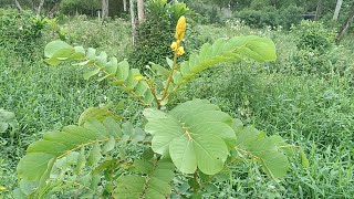 Senna reticulata Mariamole Сенна крылатая [upl. by Johns]