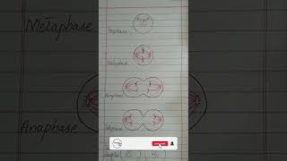 mitosis class 9 biology  mitosis  cell cycle  chapter 5  9th class biology [upl. by Thorma]