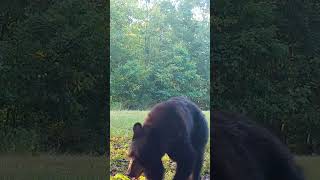 Late Afternoon Black Bear Sniffing the Trail Camera [upl. by Akener874]