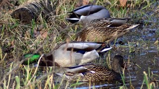 Mallard ducks feeding sounds [upl. by Ahcila]