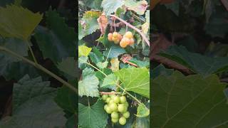 Growing Scuppernong Grapes in Florida How To Tell When Ripe floridagardening homegrown grapes [upl. by Ahsitniuq]