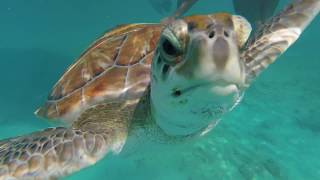 Barbados 2017  Snorkeling [upl. by Chilt]