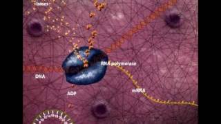 DNA Transcription overview [upl. by Tracey319]