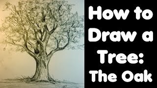 How to draw a Tree The Oak [upl. by Eissej]