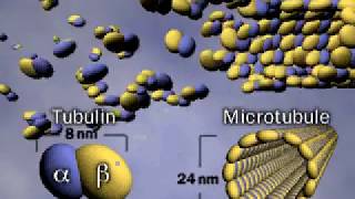 Microtubule  Tubulin  Cytoskeleton [upl. by King]