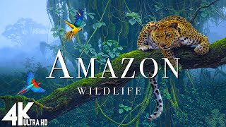 Amazon Wildlife In 4K  Animals That Call The Jungle Home  Amazon Rainforest  Relaxation Film [upl. by Cormac]