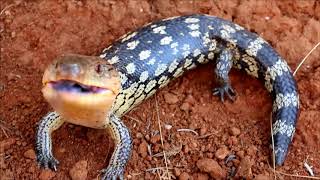 Angry blue tongue lizard [upl. by Rimat]