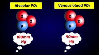 Alveoli  Gas Exchange [upl. by Nasus726]