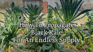 How To Propagate Black Kale For An Endless Supply Kale Cavolo Nero Tuscan Kale Plant Propagation [upl. by Eevets]