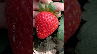 How to Grow Strawberry Plants at Home 🍓 plants farming shorts [upl. by Ahsin391]