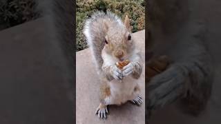 Squirrel tries hickory nuts for the first time [upl. by Elbys]