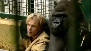 Gorilla Gorilla  Damian Aspinall amp Kifu at Howletts Wild Animal Park Kent [upl. by Lowndes]