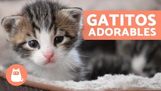 Vídeos de GATITOS BEBÉS 😻 ¡Gatos Tiernos y Graciosos [upl. by Lienad]