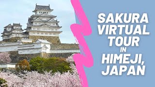 Cherry blossoms in Himeji Japan 2021  姫路城の桜2021年  Virtual Tour [upl. by Ayekat671]