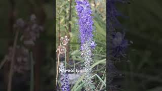 Funny veronica spicata or spiked speedwell shorts herbarium [upl. by Letha]