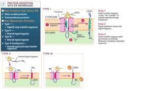 Cell and Molecular Biology Protein Insertion into the ER Membrane [upl. by Tabshey]