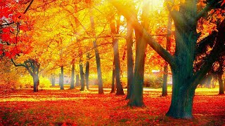 Beautiful Relaxing Music  Soothing Autumn Melodies Mindful and Peaceful Piano Instrumental Music [upl. by Casey]