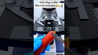 Hot Dog Under a Microscope 👀 shortsviralvideo [upl. by Gaut]