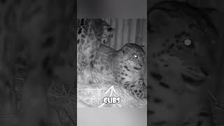 Snow Leopard Dad Comforts Pregnant Mom 🐆💕 animals love [upl. by Clayborne958]