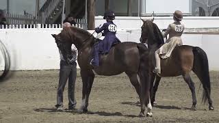 2022 New England Morgan Horse Show WT Saddle Seat Equitation 11 amp Under qualifier [upl. by Lemaj]