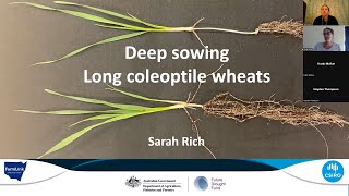 Long Coleoptile Wheat Webinar 25 08 2023 [upl. by Ayirp]