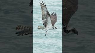 Osprey snatches 2 fish out of the surf nature [upl. by Kaspar]