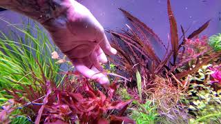 cryptocoryne tonkinensis kubotae VS Cryptocoryne spiralis tiger [upl. by Ardnael]