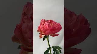 Peony Flower TimeLapse [upl. by Jain60]